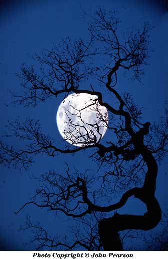 Tree and moon